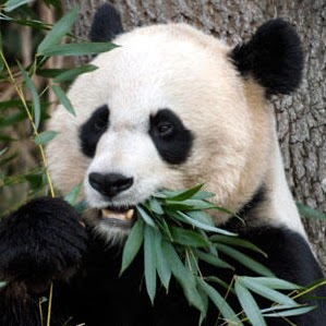 Panda image that is used for image recognition task